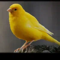 قناری اهوازی دستی