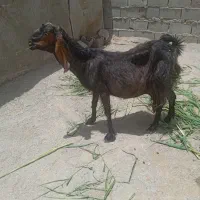 بزوبزغاله