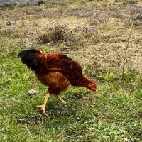 خروس لاری