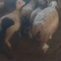شیشک داشتی