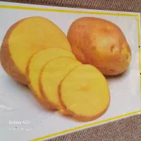سیب زمینی تازه باردرجه یک وپیاز بندر