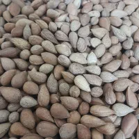 بادام کوهی تمیز تازه شیرین شده
