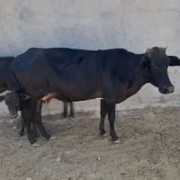 گاو گوساله
