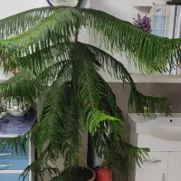 گل طبقاتی خوب