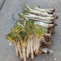 کنگر