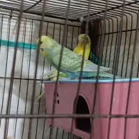 فروش مرغ عشق رنگین کمانی
