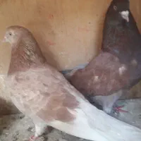 کفتر پرشی عالی سرور