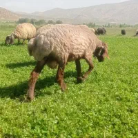 قوچ|حیوانات مزرعه|لردگان, |دیوار