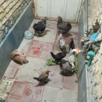 دوعددمرغ تخم گذار با شیش عدد جوجه