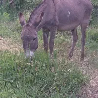 خر گله