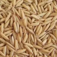 چلتوک (شلتوک) پارسالی