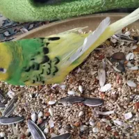 فروش انواع طوطی دستی تک جفت انواع نژاد