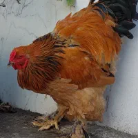 برهما