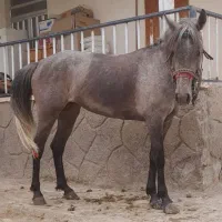فروش چندتااسب یورقه درجه یک