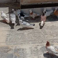 کفتر رنگی