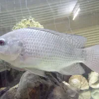 آکواریوم ماهی