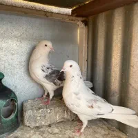 کفتر پرشی تیرماه