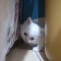 بچه گربه اسکاتیش