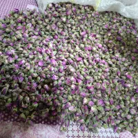 غنچه گل محمدی