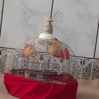 سهره خاکی ۳سال نیم رام رام شاهمرغ در فیروزآباد