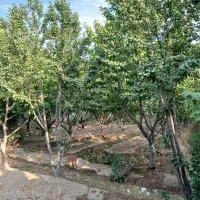 باغ-1000-متری