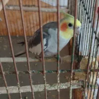 عروس هلندی نر،سالم و بازیگوش