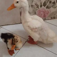 دوتا اردک