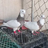 سلام  طوقی نرو ماده درجه یک به شرت دور