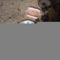جوجه مرغ عربیَ