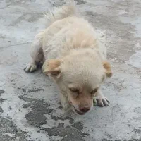 پاپی بازی گوش