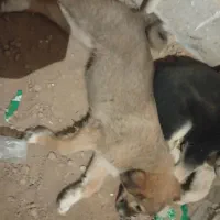 سگ پاکوتاه خوشگل