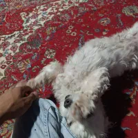 فروشی|سگ|شیراز, مسلم|دیوار