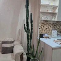 گیاه آپارتمانی ایفوربیا