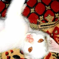 دوعدد بچه گربه ۴ماهه