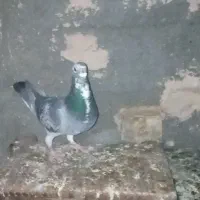کفتر|پرنده|زاوه, |دیوار