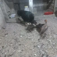 مرغ لاری افغانی دونگ بالا با پنج تا جوجه نژاد دار