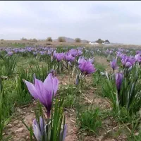 زعفران دست چین
