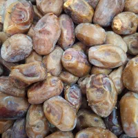 خرما برای کلمپه وکوچه درجه یک