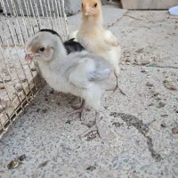 جوجه لاری