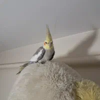 عروس هلندی نر مست سخنگو