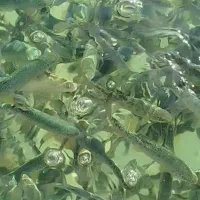 بچه ماهی قزل الا ایرانی