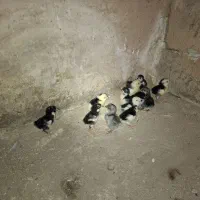 ۱۳عددجوجه گلین لری اصل