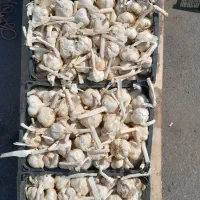 سیر خشک همدان تمیز و درشت بدون پوسیدگی