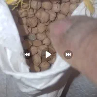 نخود