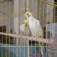 عروس  هلندی
