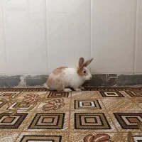خرگوش سالم