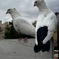 کفتر دم سیاه
