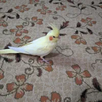 جوجه عروس هلندی