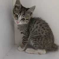 گربه|گربه|رباط‌کریم, رباط‌کریم|دیوار