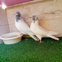 (۱۲کبوتر کاشانی درجه یک )